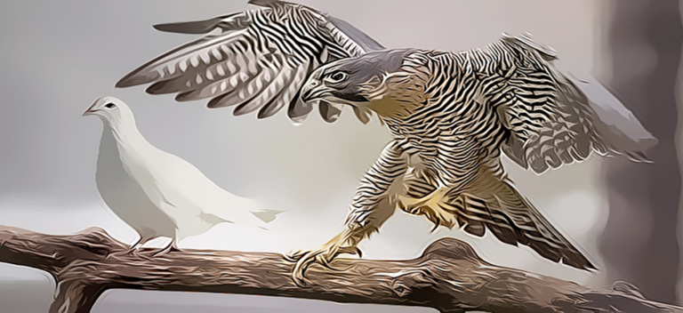 Chính sách diều hâu và bồ câu của NHTW