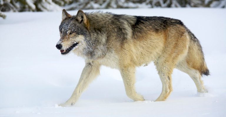 Sóng Wolfe là gì? Định nghĩa & ví dụ giao dịch với Biểu đồ